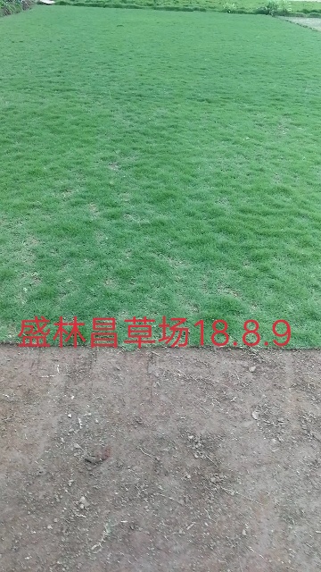南寧大葉油草報(bào)價(jià) 大量供應(yīng)大葉油草和臺(tái)灣草 大葉油草皮的種植方法