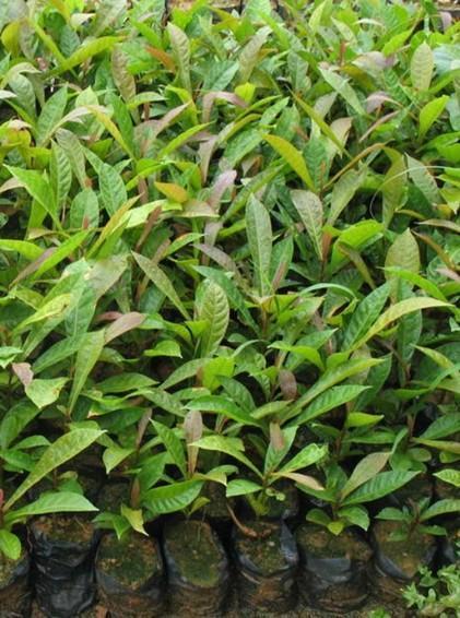 到底哪家好?福建山杜英苗基地,杜英苗價(jià)格-清流縣嵩口新生苗木專(zhuān)業(yè)合作社