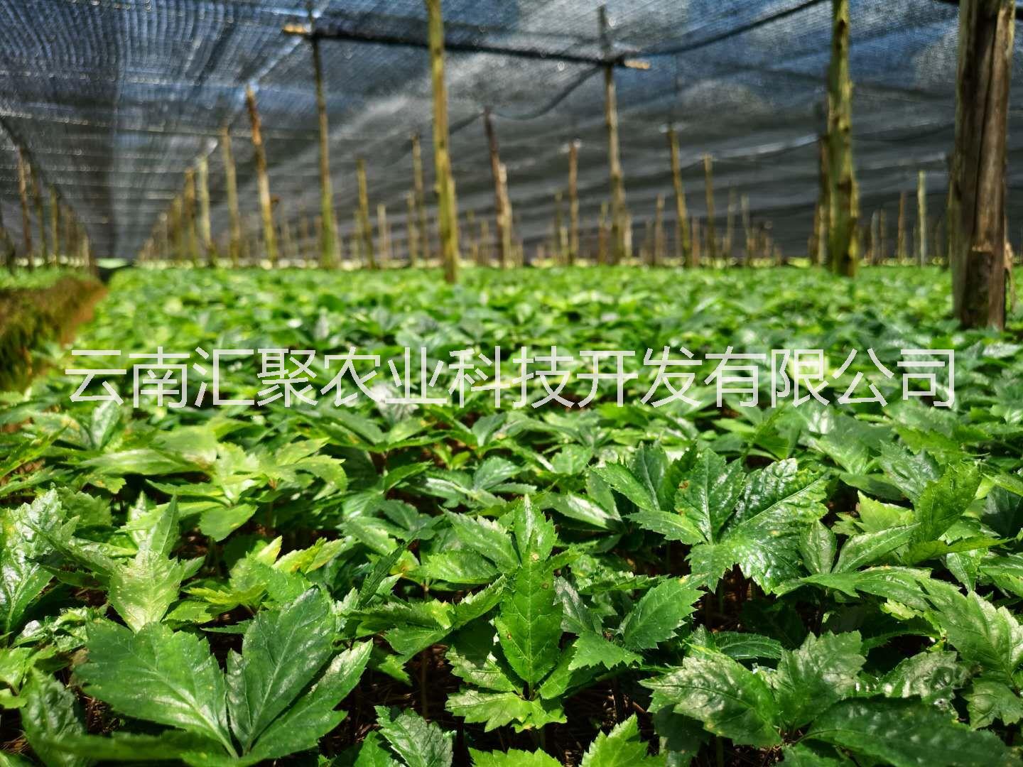云南文山三七 基地直發(fā)保證鮮活