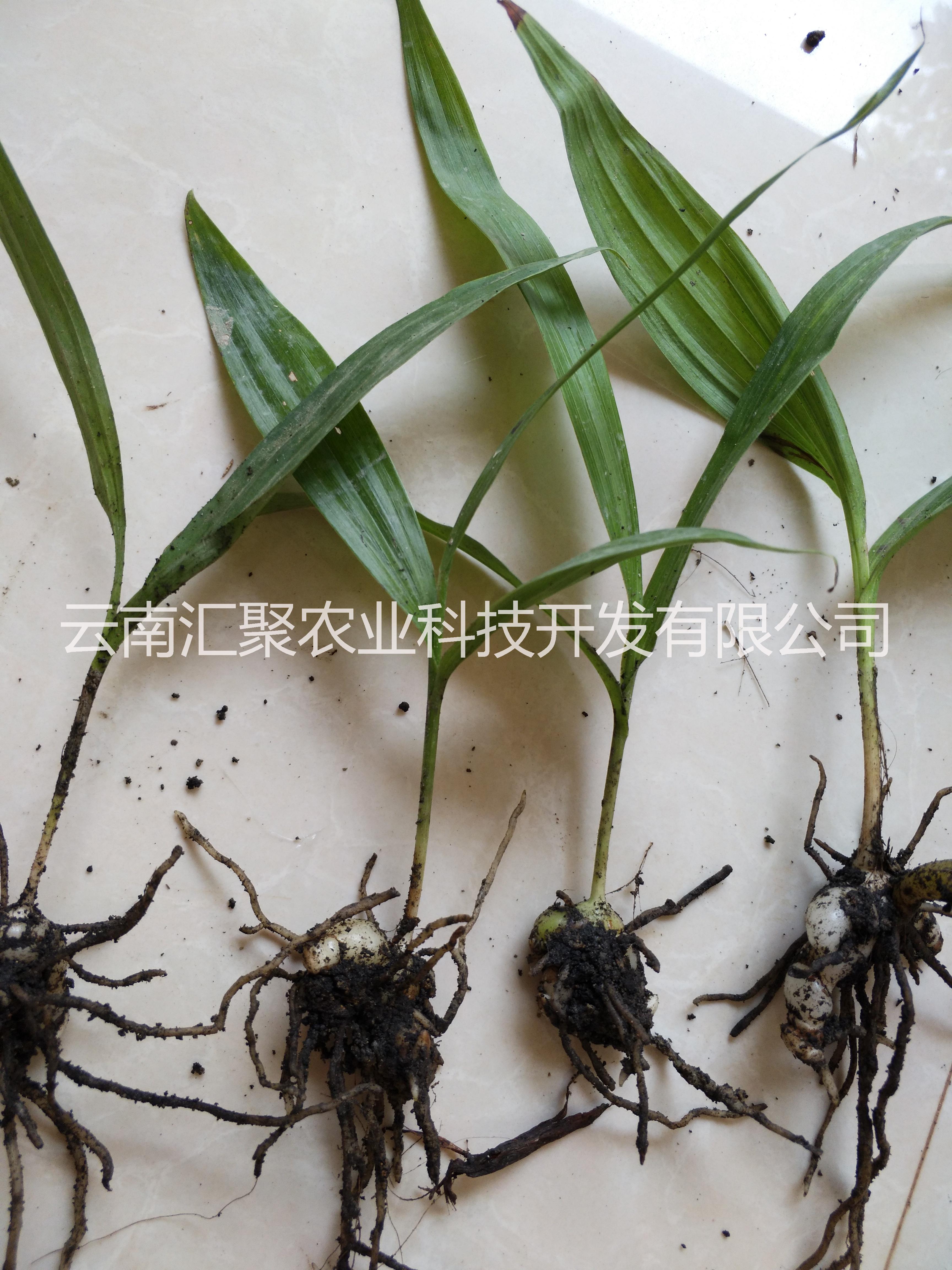 白芨 云南紫花三叉大白芨  提供技術(shù)指導(dǎo)
