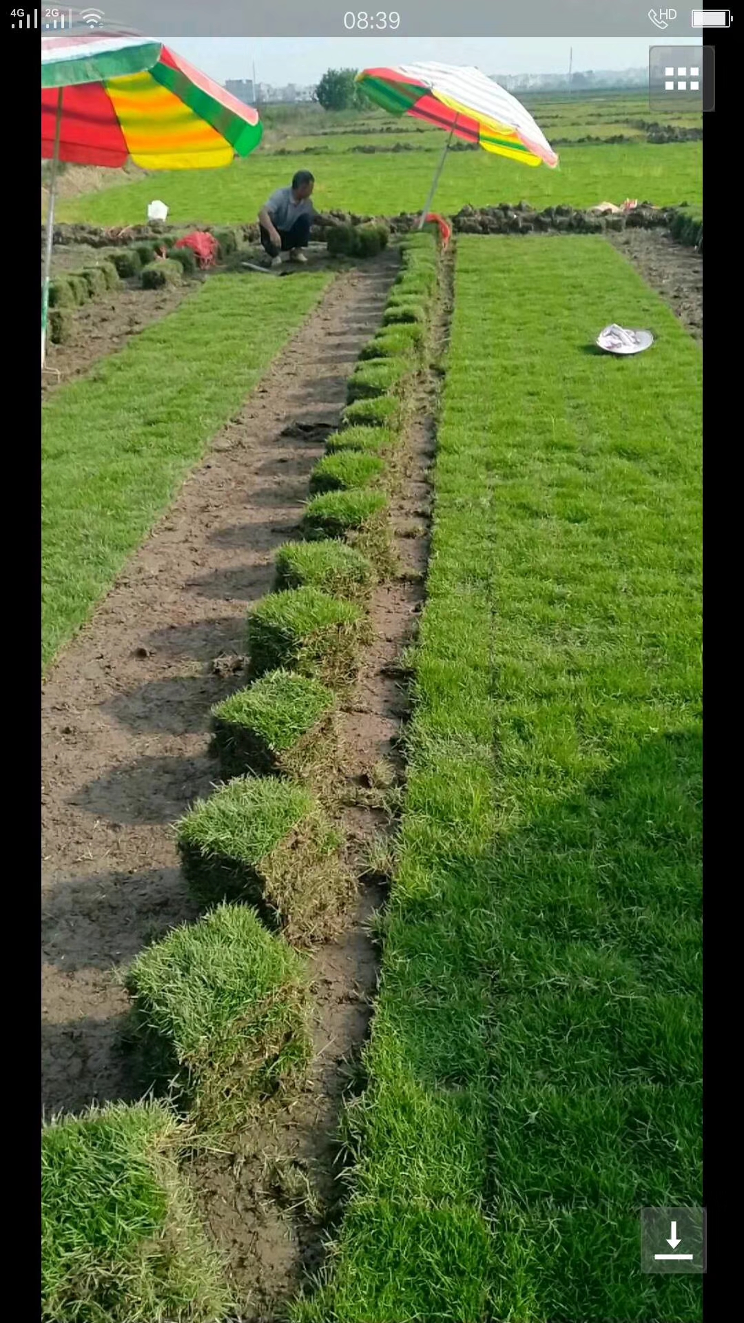 廣西南寧馬尼拉草皮  馬尼拉草皮價格  馬尼拉草皮種植技術(shù)  馬尼拉草皮施工方案