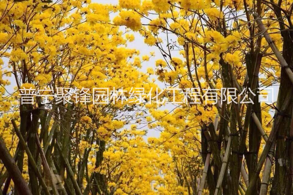 黃花風(fēng)鈴木