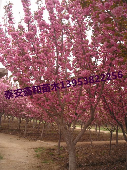 泰安櫻花 泰安櫻花|泰安櫻花樹|泰安櫻花苗