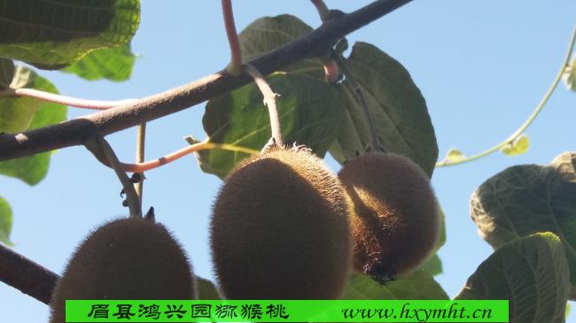 廣州徐香綠心獼猴桃原產(chǎn)地新鮮獼猴桃價(jià)格猴桃一斤多少錢/眉縣獼猴桃招代理