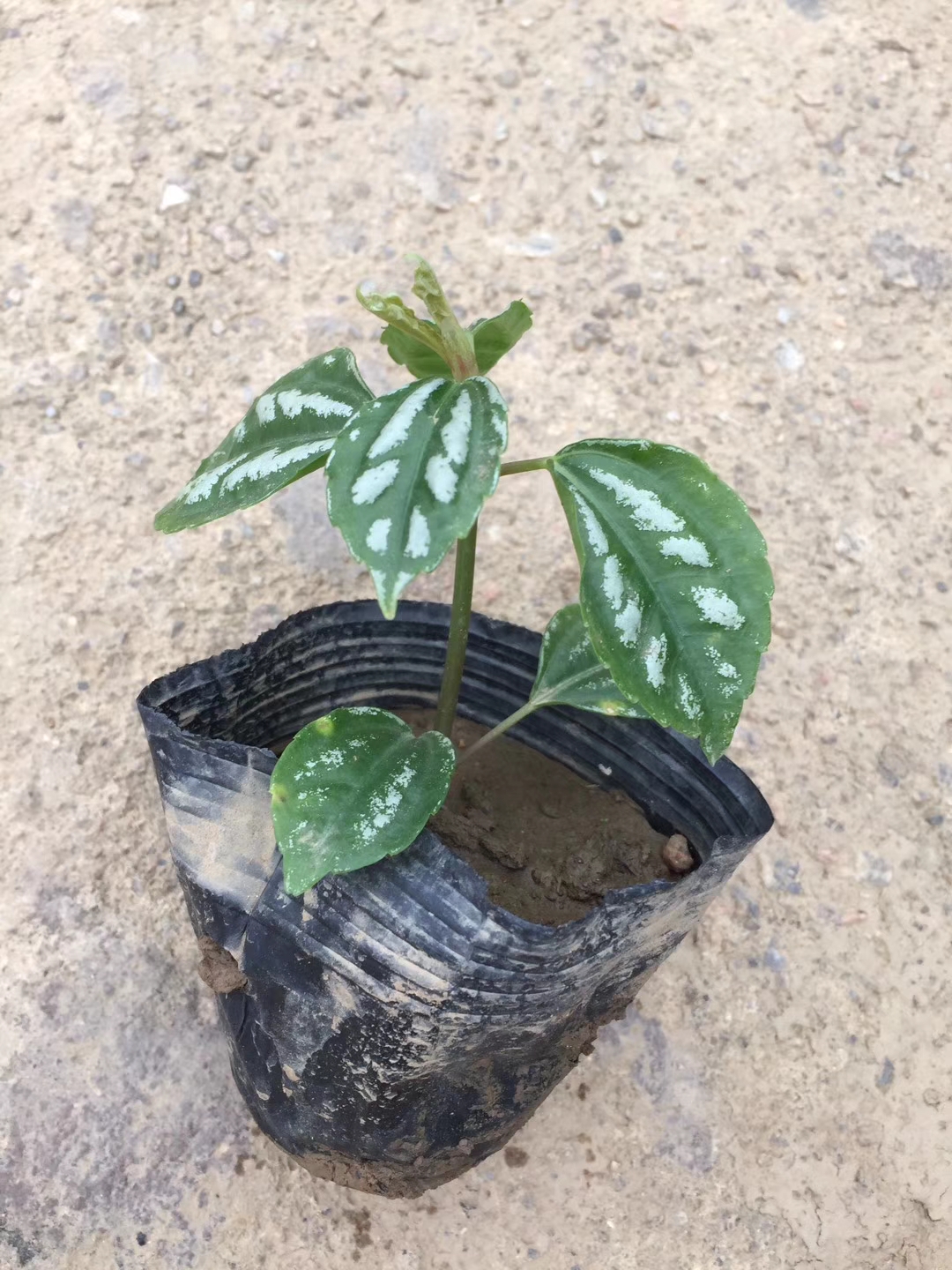 中山園林綠化景觀 中山園林綠化苗木 中山苗木出售 中山苗木批發(fā)價格 中山苗木供應(yīng)商