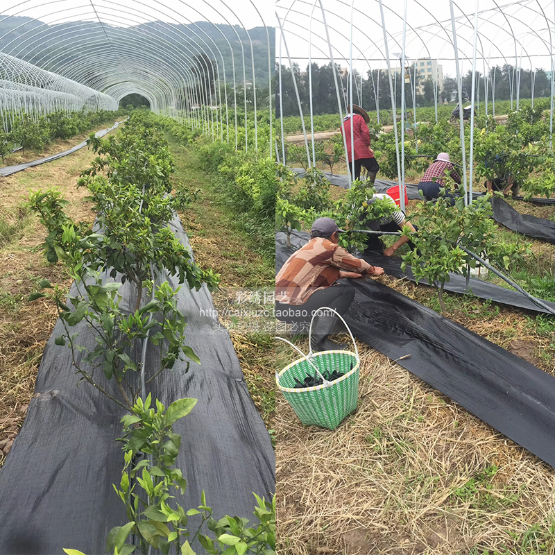 PE遮陽網(wǎng)廠家直銷 PE遮陽網(wǎng)報價 PE遮陽網(wǎng)價格 PE遮陽網(wǎng)哪家好 PE遮陽網(wǎng)供應商 PE遮陽網(wǎng)電話