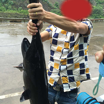 四川鴨嘴魚(yú)魚(yú)苗批發(fā)鴨嘴魚(yú)批發(fā)價(jià)是多少錢(qián)一斤