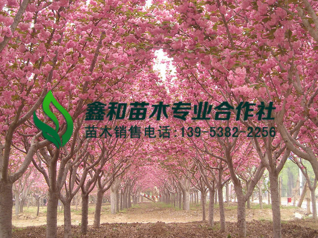 7公分8公分9公分櫻花樹價格 7公分8公分9公分櫻花價格