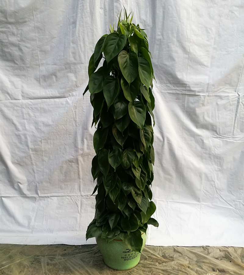 廣州植物租賃 廣州市盆栽租賃價(jià)格  廣州市綠植租賃費(fèi)用  廣州市綠植租賃公司 廣州盆栽租賃 廣州植物租賃廣州植物租賃公司