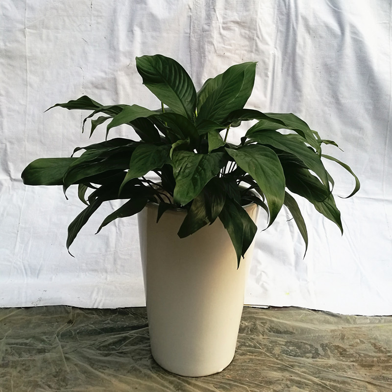 廣州植物租賃 廣州市盆栽租賃價(jià)格  廣州市綠植租賃費(fèi)用  廣州市綠植租賃公司 廣州盆栽租賃 廣州植物租賃廣州植物租賃公司