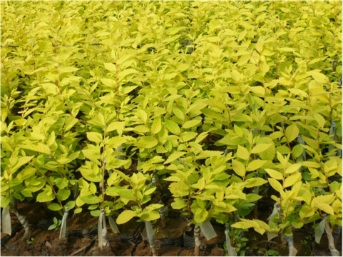 金葉榆基地金葉榆批發(fā)叢生金葉榆價格營養(yǎng)缽金葉榆直銷貨源充足*惠