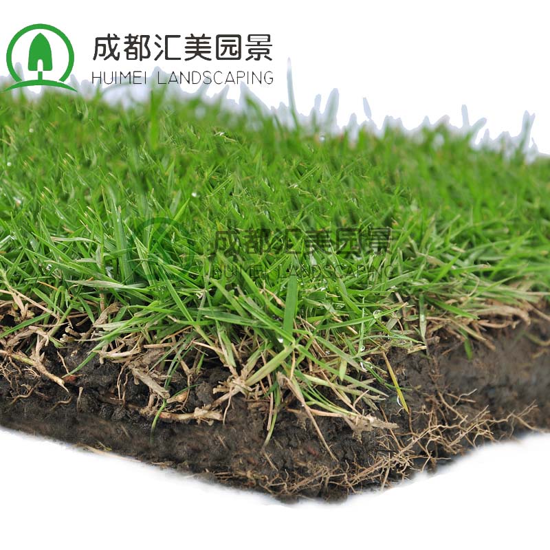 匯美園景供應臺灣二號草皮 成都綠化草皮出售 馬尼拉結(jié)縷草草坪