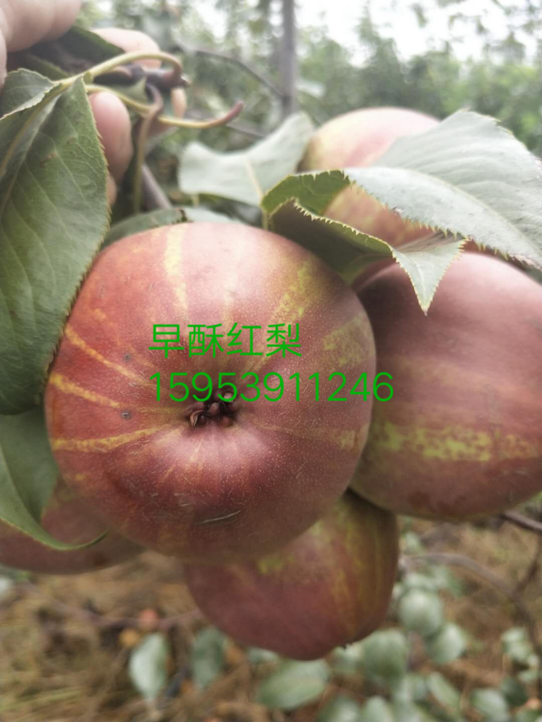 稀世紅梨苗，晚秋黃梨苗，富硒梨苗，愛宕梨苗，圓黃梨苗