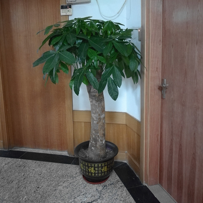 廣州租花電話 廣州租植物價格 廣州租賃綠植行情