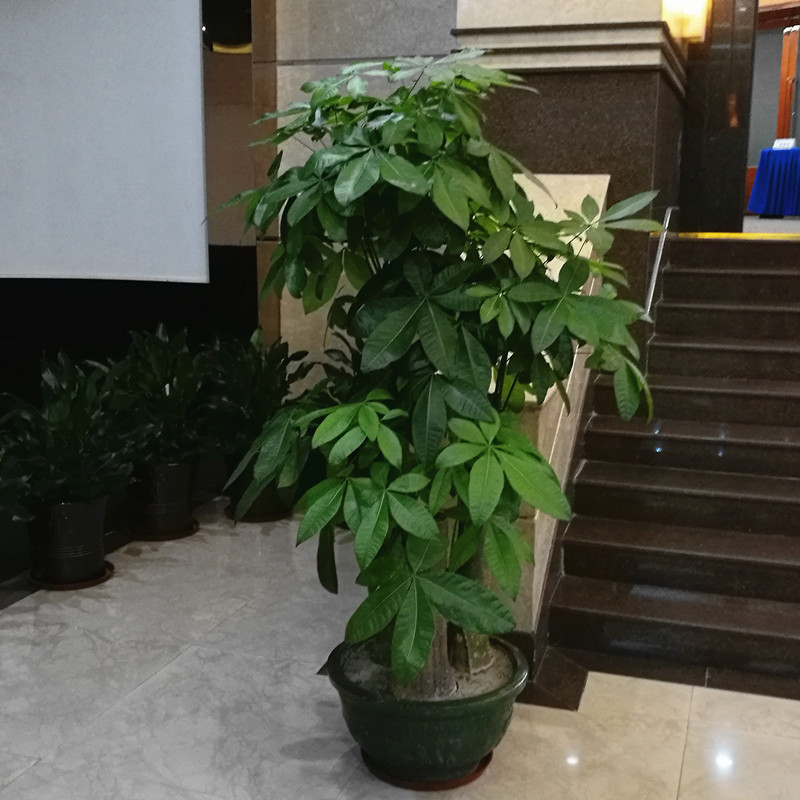 廣州租花電話 廣州租植物價格 廣州租賃綠植行情