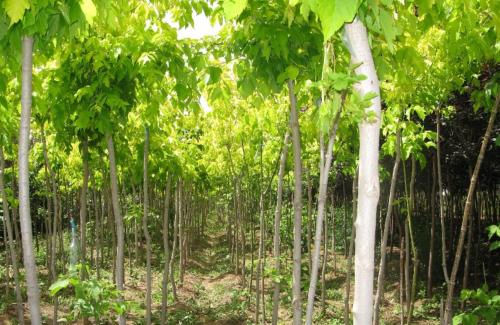 金葉復(fù)葉槭工程苗，江蘇金葉復(fù)葉槭工程苗批發(fā)，江蘇金葉復(fù)葉槭工程苗基地直銷