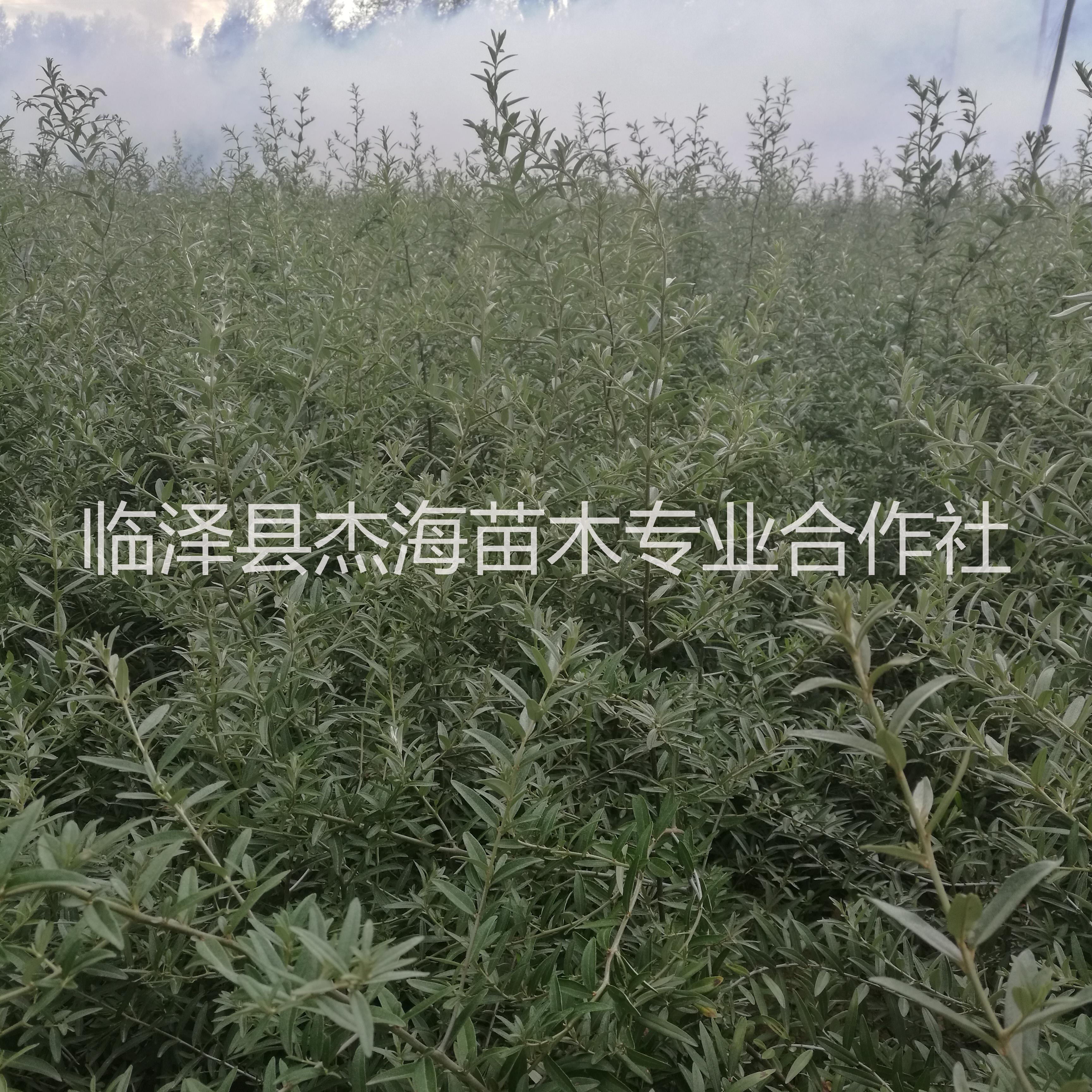 供應(yīng)1-3年生大果沙棘樹(shù)苗