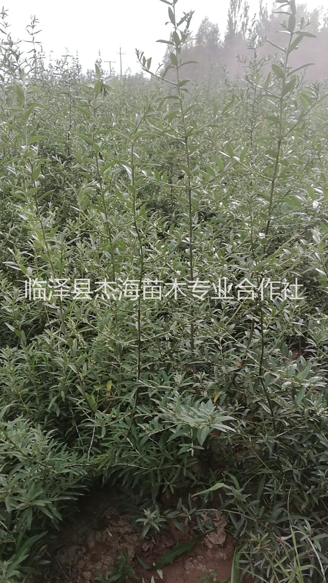 供應(yīng)1-3年生大果沙棘樹(shù)苗