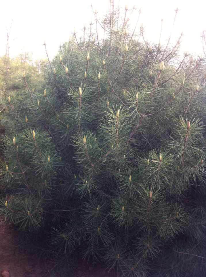 西安白皮松 白皮松哪家好  白皮松種植  白皮松基地  白皮松苗 西安白皮松