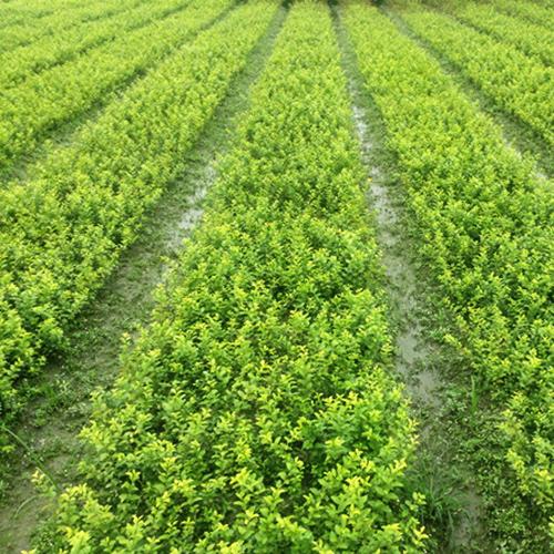 西安綠化苗木基地批發(fā) 西安綠化苗木基地批發(fā) 西安綠化苗木價(jià)格 陜西綠化苗木基地