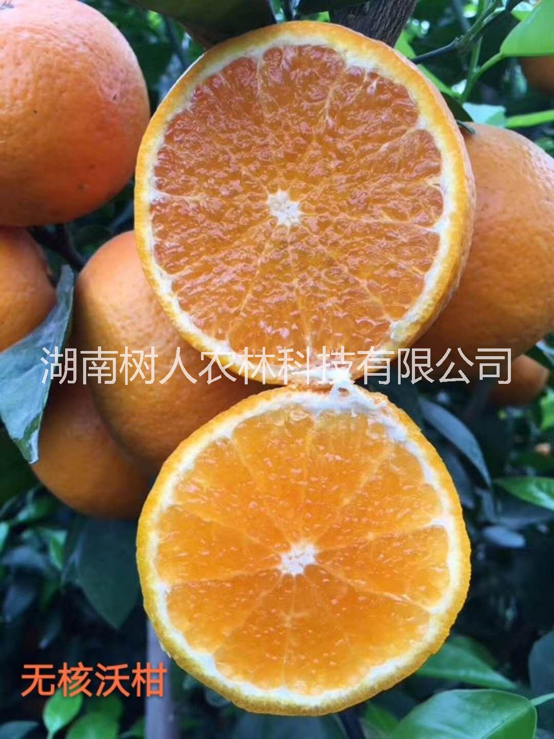 湖南新品種091無核沃柑苗種植基地直銷批發(fā)價(jià)格-管理技術(shù)指導(dǎo)熱線