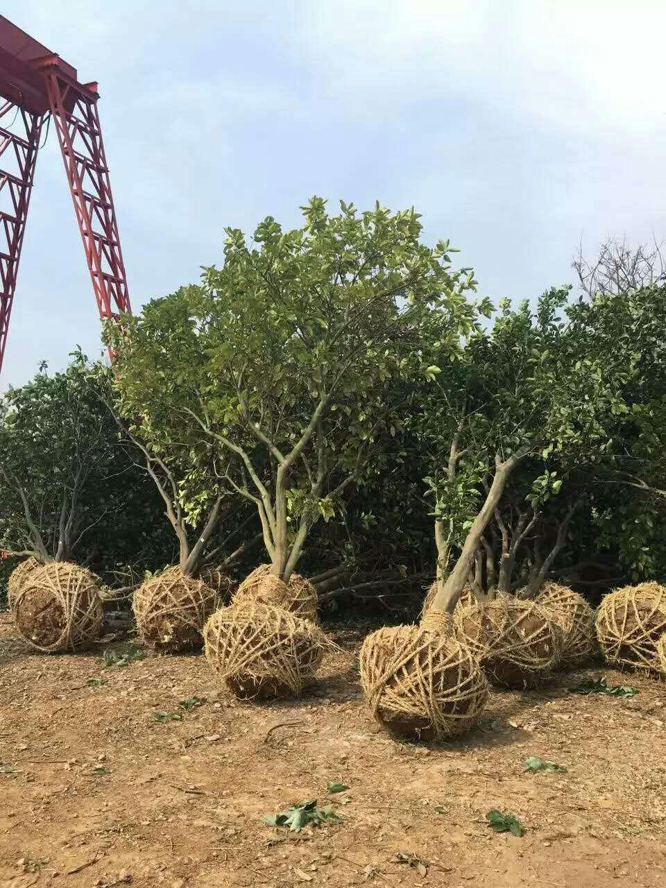 胸徑8-15-15公分泡柑樹，*香泡柚子樹