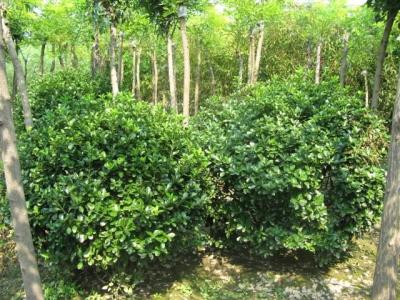 綠化苗木基地   綠化苗木批發(fā)基地  綠化苗木苗  西安綠化苗木  綠化苗木電話 綠化苗木基地
