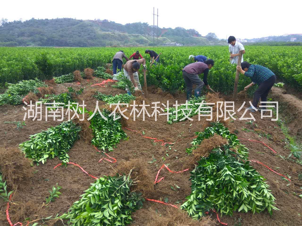 湖南*錦蜜冰糖橙樹苗哪家*-優(yōu)質錦蜜冰糖橙樹苗基地直銷批發(fā)價格多少錢