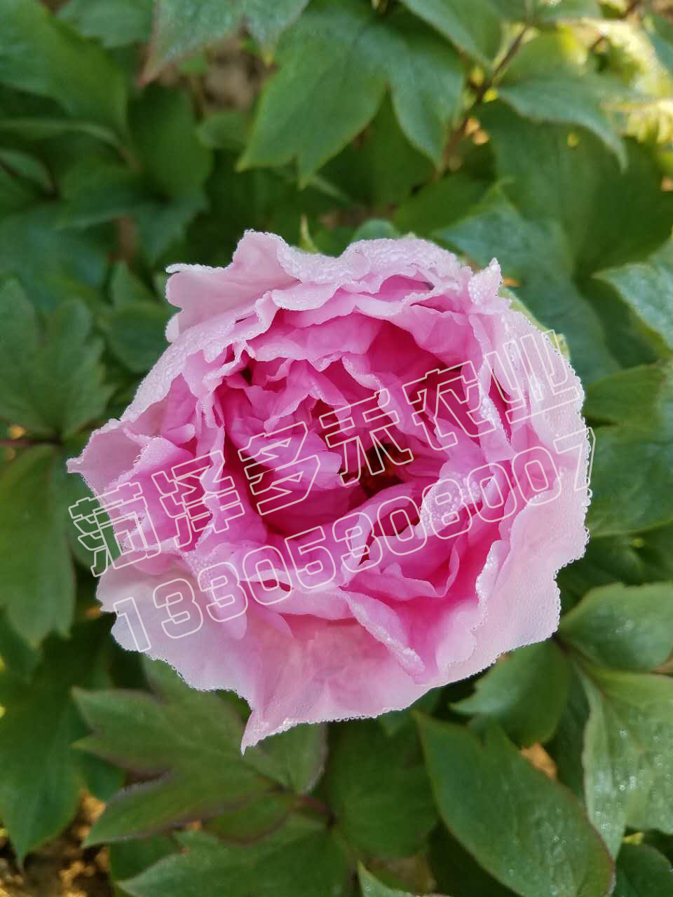 園林牡丹 觀賞牡丹苗 菏澤專業(yè)牡丹種植