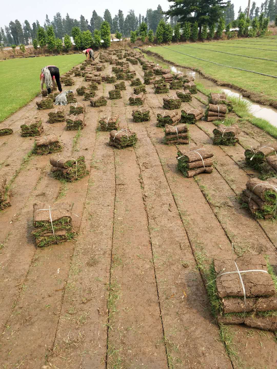 夏威夷草 夏威夷草皮種植基地 夏威夷草批發(fā)價(jià)格 廣東中山夏威夷草生產(chǎn)基地