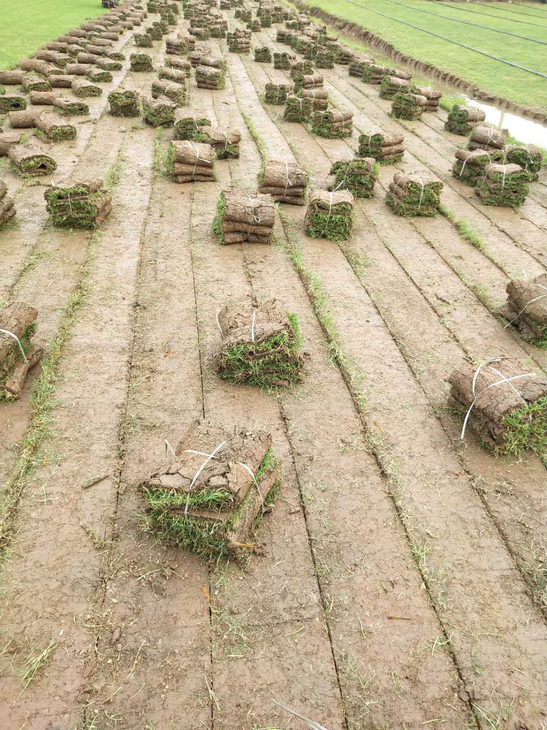 湖南夏威夷草  湖南夏威夷草皮供應(yīng)商 夏威夷草打理方法 湖南夏威夷草皮