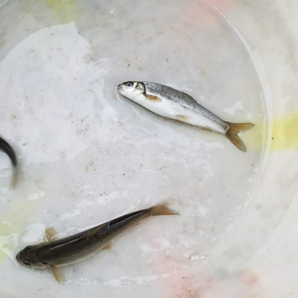 雅魚怎么養(yǎng)殖