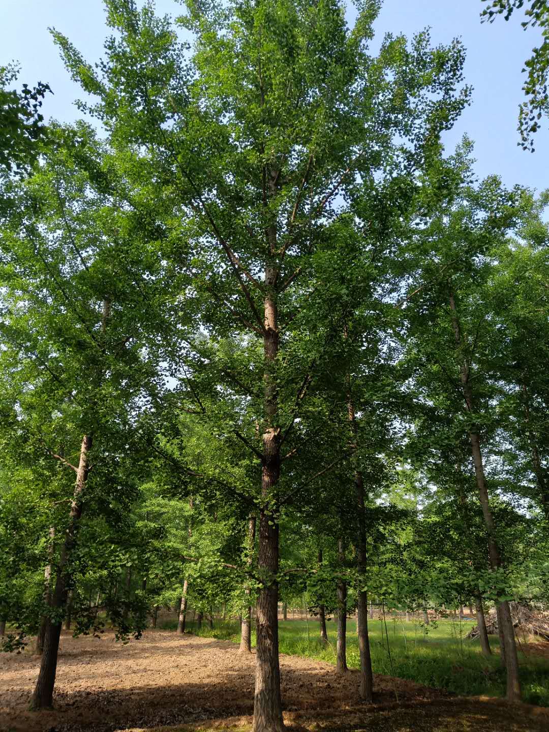 銀杏樹標(biāo)題/ 銀杏樹培育 / 銀杏樹種植技術(shù)