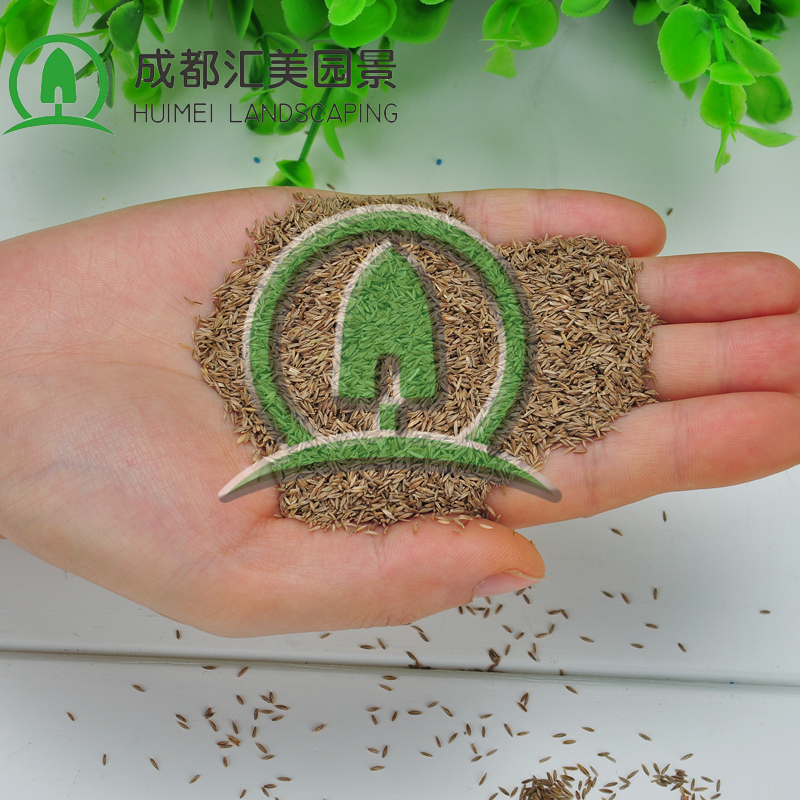 匯美園景供應(yīng)綠化草坪種子高羊茅草籽 四季常青低矮草種批發(fā)