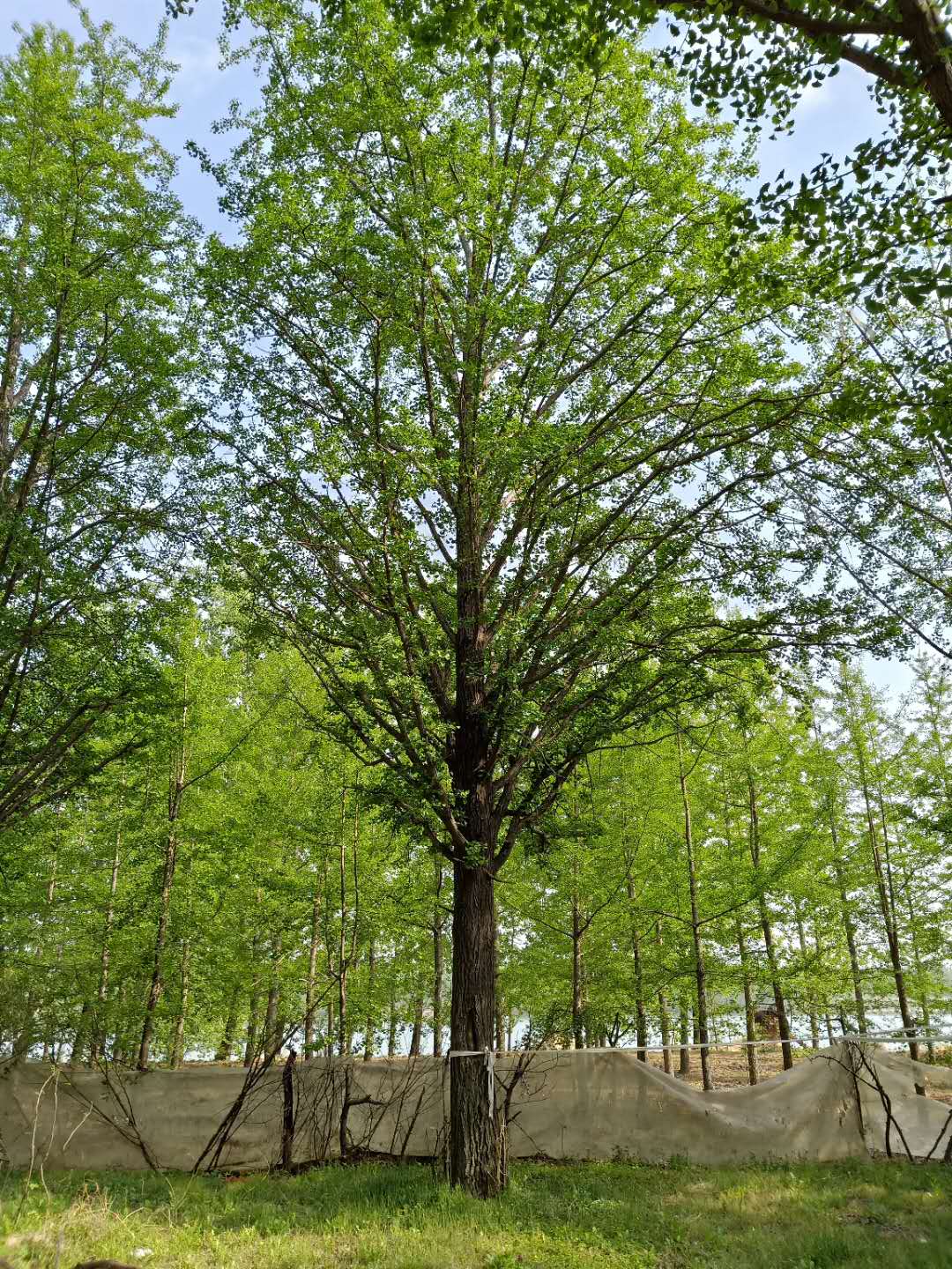 15占地銀杏樹 16占地銀杏 江蘇占地銀杏 占地銀杏樹