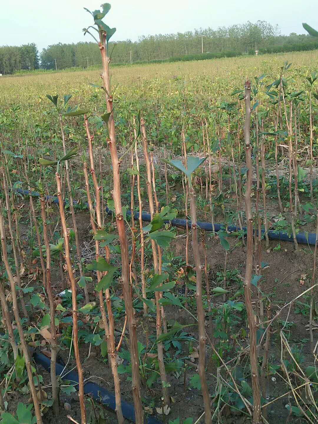 湖北銀杏樹小苗_*批發(fā)_苗圃直銷_銀杏樹小苗保證成活率