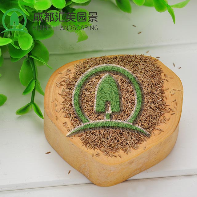 匯美園景供應(yīng)綠化草坪種子高羊茅草籽 四季常青低矮草種批發(fā)