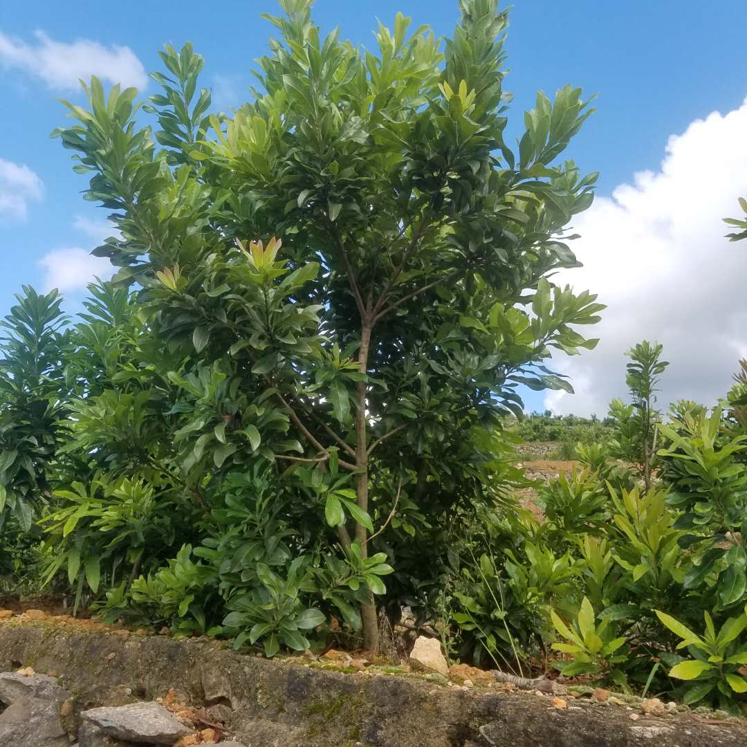 東魁楊梅苗 浙江*嫁接楊梅苗木 楊梅發(fā)源地