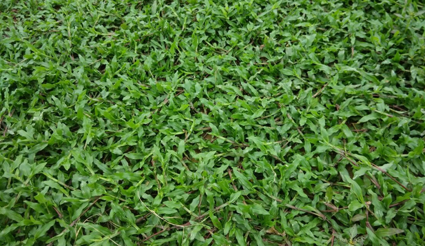 大葉油草 中山大葉油草種植基地 江門大葉油草批發(fā) 大葉油草花期 各種優(yōu)質大葉油草