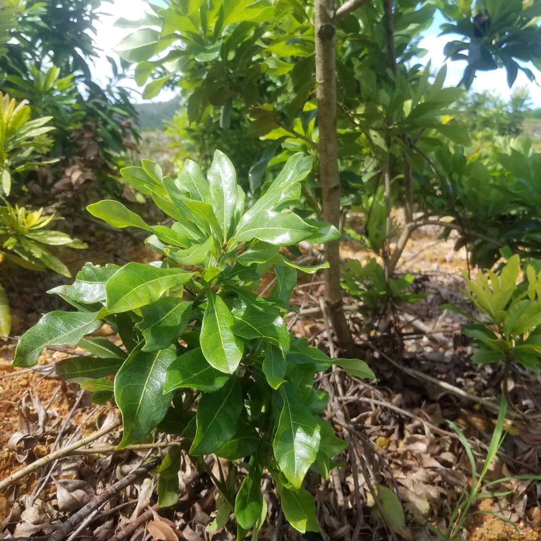 東魁楊梅苗 *嫁接優(yōu)質(zhì)苗木 荸薺楊梅仙居楊梅基地批發(fā)