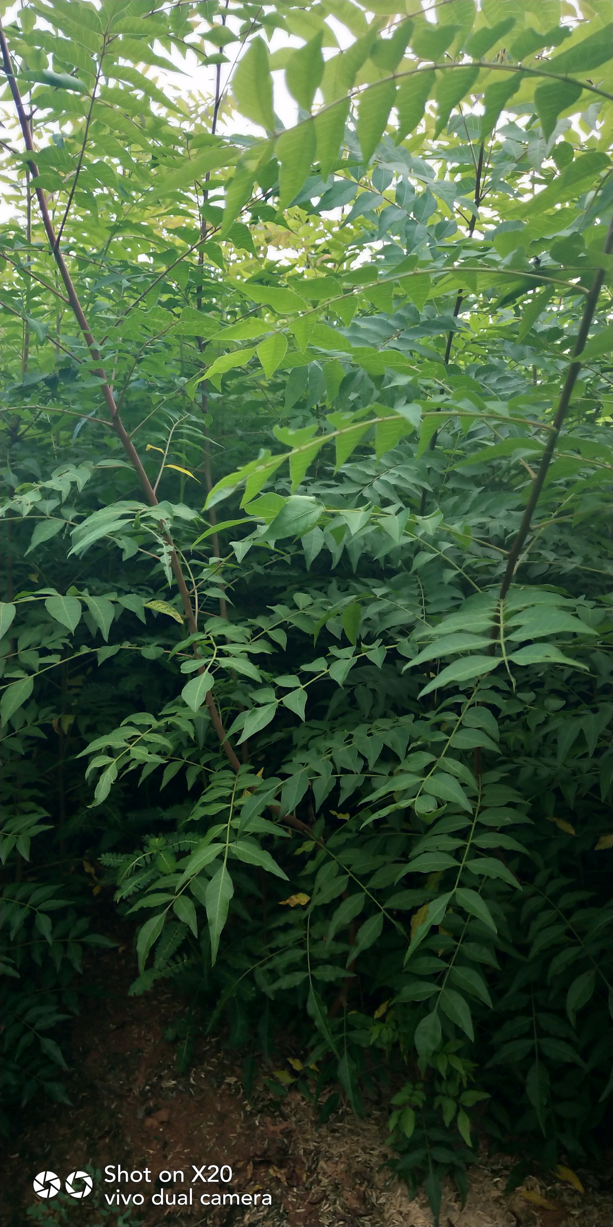 黃連木小苗基地/批發(fā)黃連木小苗