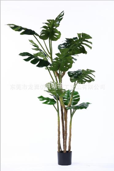 仿真龜背樹家居室內(nèi)擺設(shè) 落地龜背樹直銷 落地龜背樹供應(yīng)商 東莞落地龜背樹 落地龜背樹供應(yīng)商 東莞仿真龜背樹盆景PC061