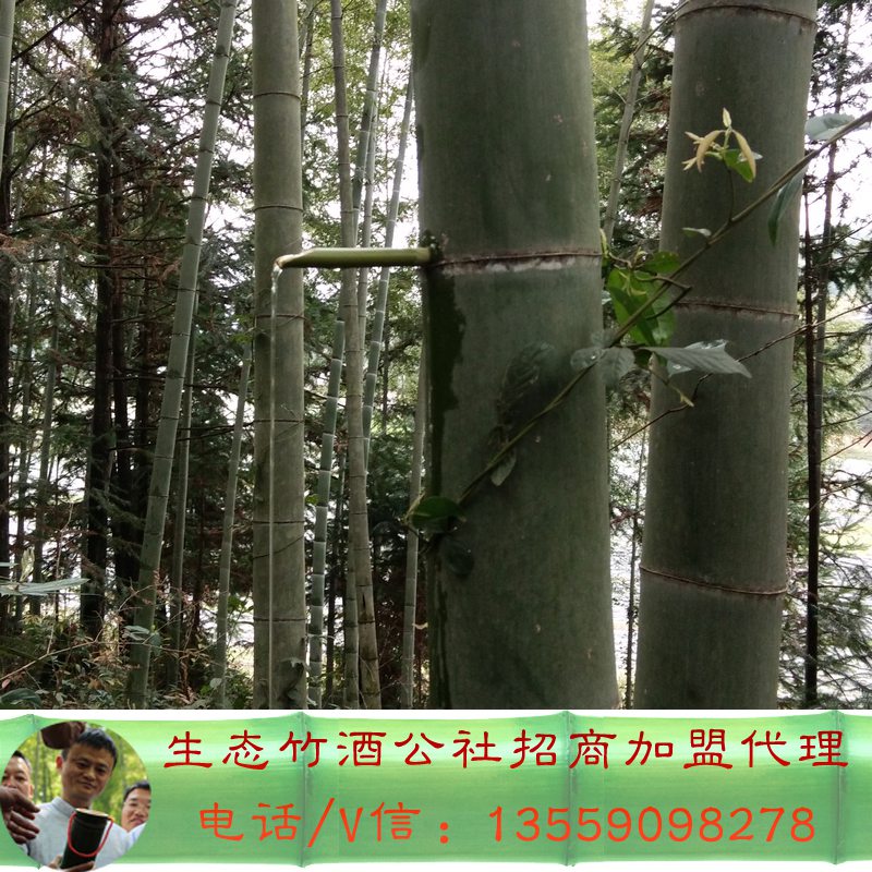 新疆吐魯番竹筒酒，竹筒酒廠家直銷