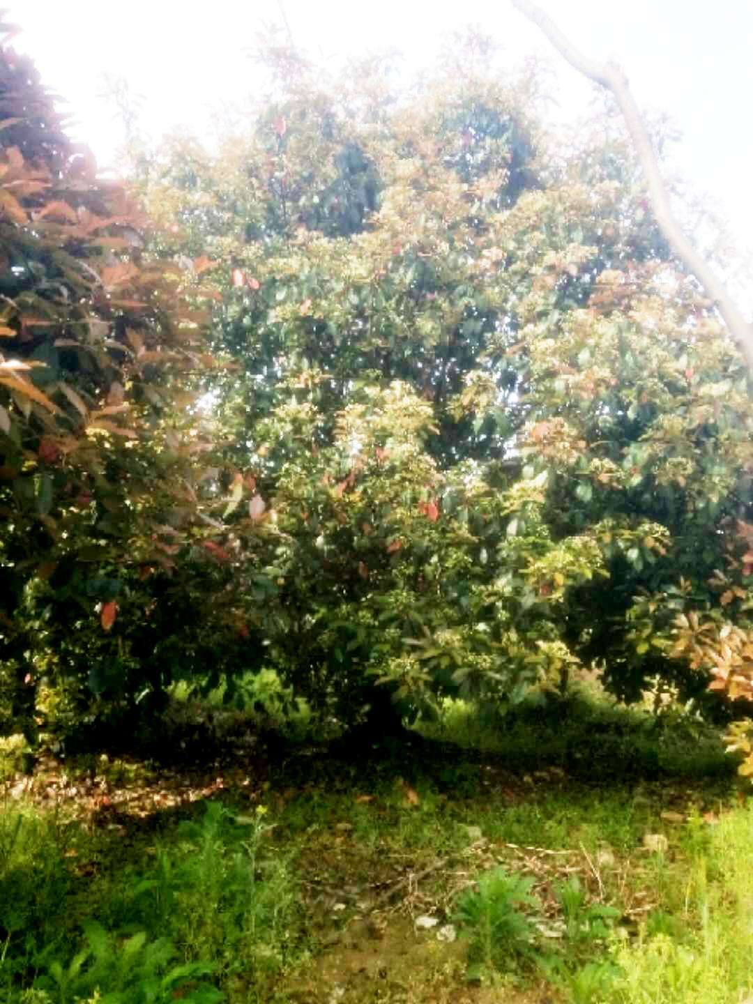 紅葉石楠樹獨(dú)干|紅葉石楠樹|紅葉石楠樹批發(fā)|紅葉石楠樹叢生|紅葉石楠樹高桿