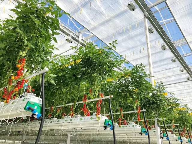 無土栽培種植  山東一道農業(yè)科技有限公司