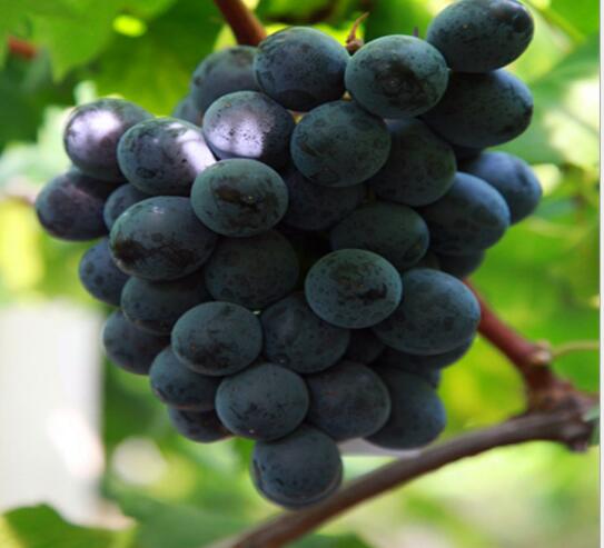 無核夏黑種植基地 無核夏黑 無核夏黑葡萄苗 無核夏黑批發(fā) 無核夏黑報價 無核夏黑葡萄