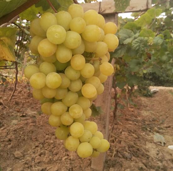 供應(yīng)陽光玫瑰  陽光玫瑰 陽光玫瑰批發(fā) 陽光玫瑰葡萄價(jià)格 陽光玫瑰種植基地 陽光玫瑰葡萄苗