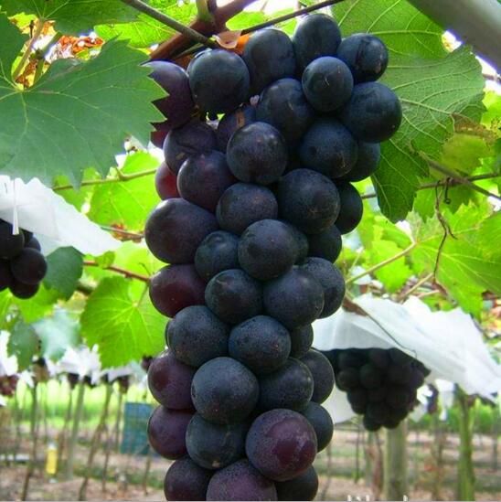 無核夏黑種植基地 無核夏黑 無核夏黑葡萄苗 無核夏黑批發(fā) 無核夏黑報價 無核夏黑葡萄