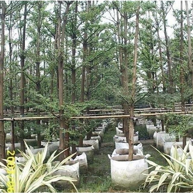 植樹袋種植袋營養(yǎng)袋