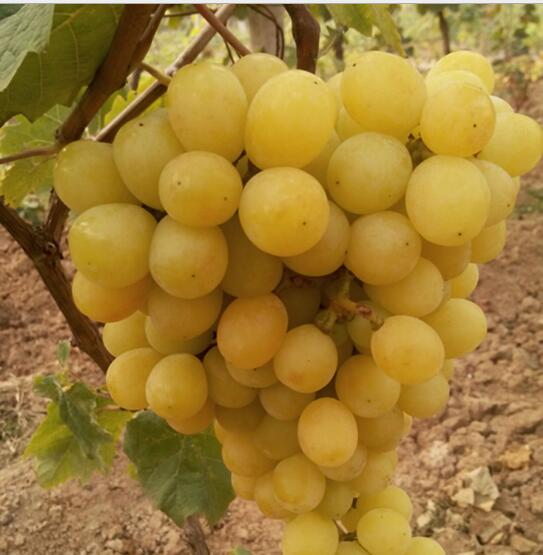 供應(yīng)陽光玫瑰  陽光玫瑰 陽光玫瑰批發(fā) 陽光玫瑰葡萄價(jià)格 陽光玫瑰種植基地 陽光玫瑰葡萄苗